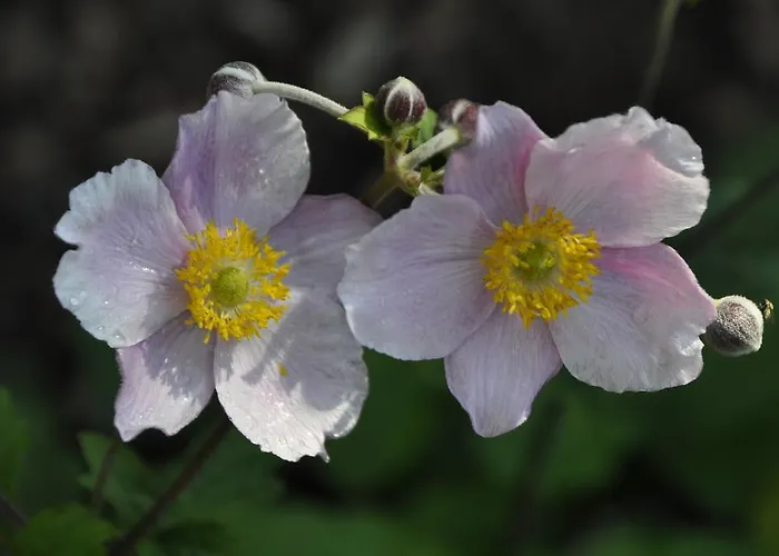Konukevi Gaestehaus Panorama 3*